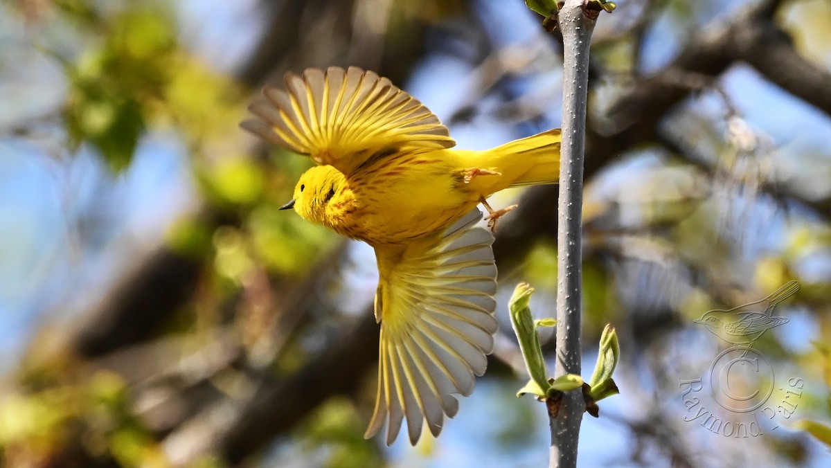 Yellow Warbler - Raymond Paris