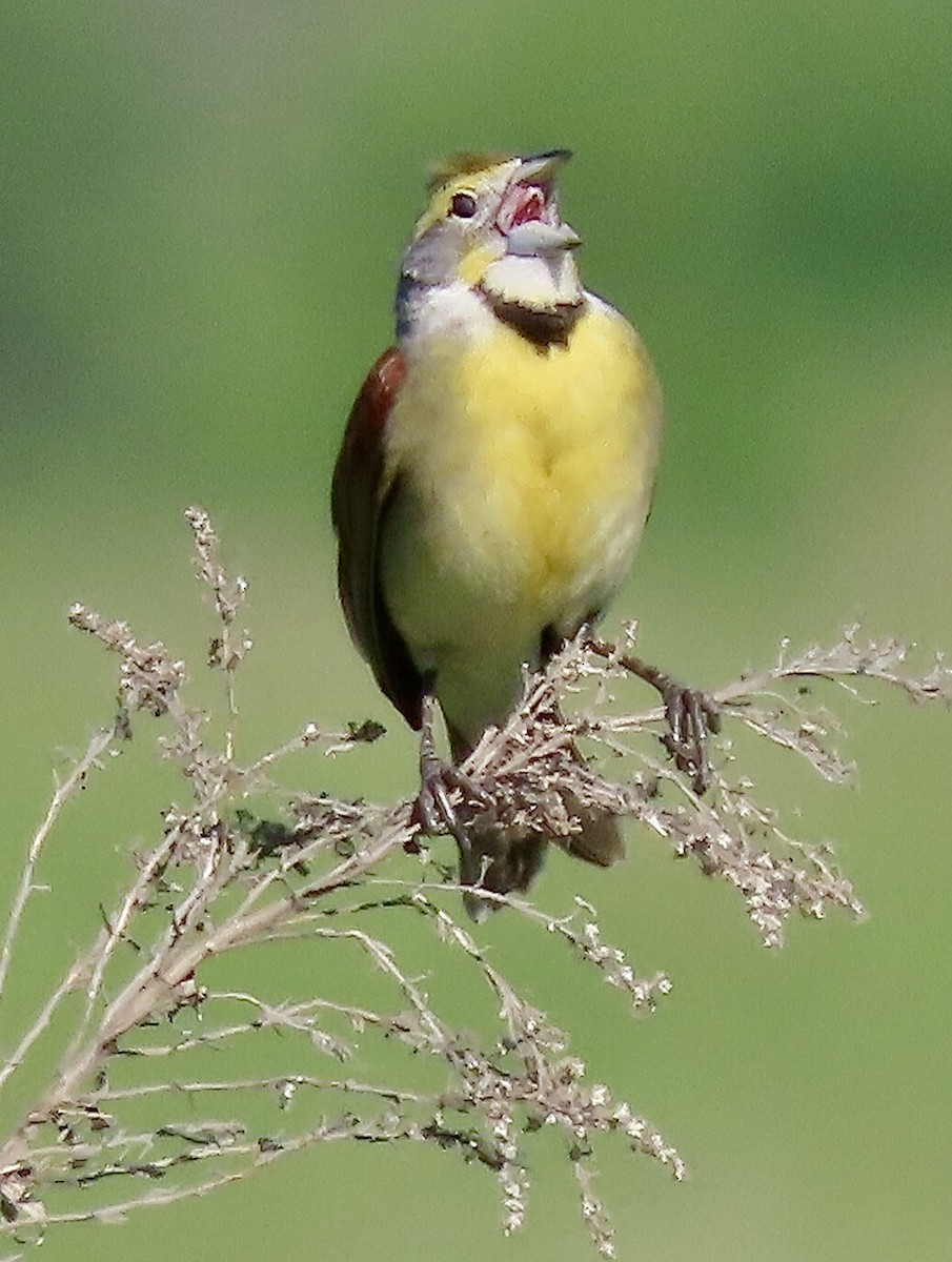 Dickcissel - Micky Louis