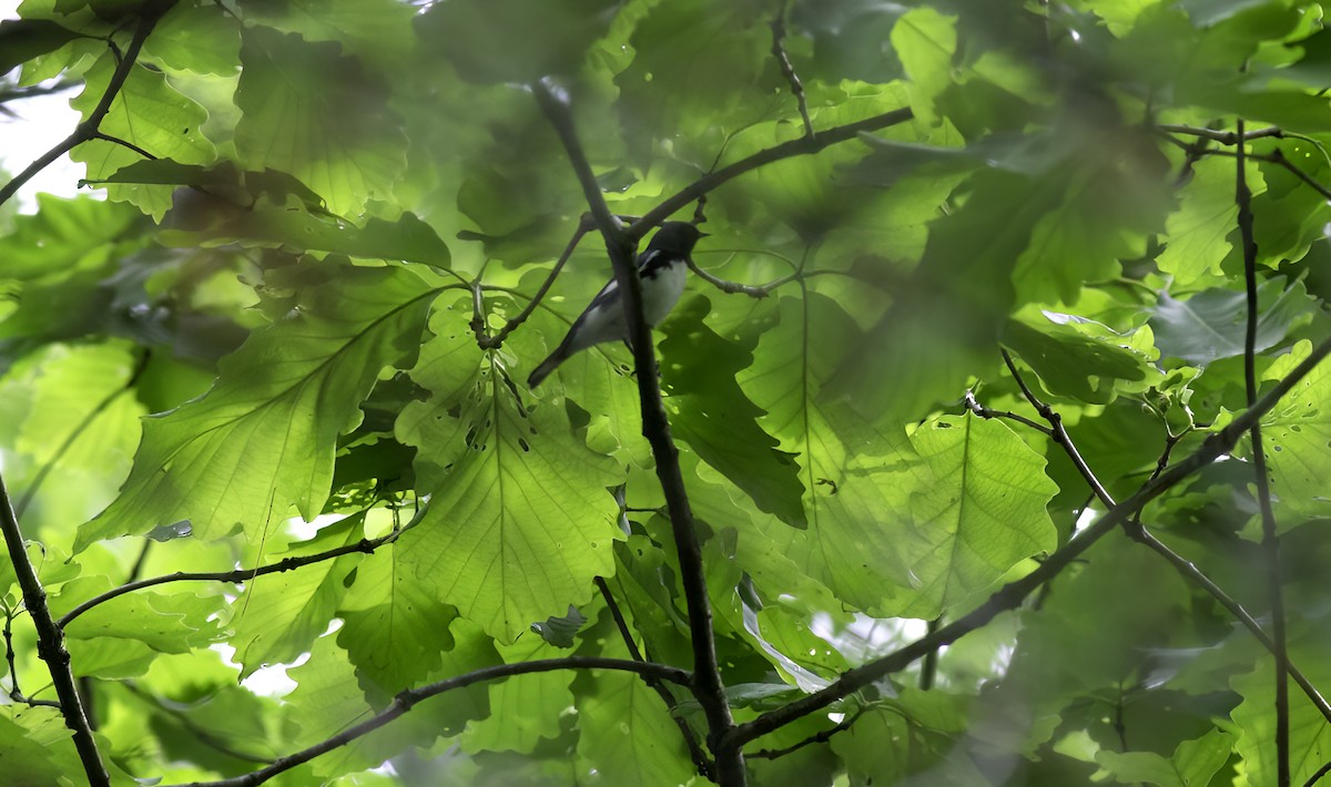 Black-throated Blue Warbler - ML618830260