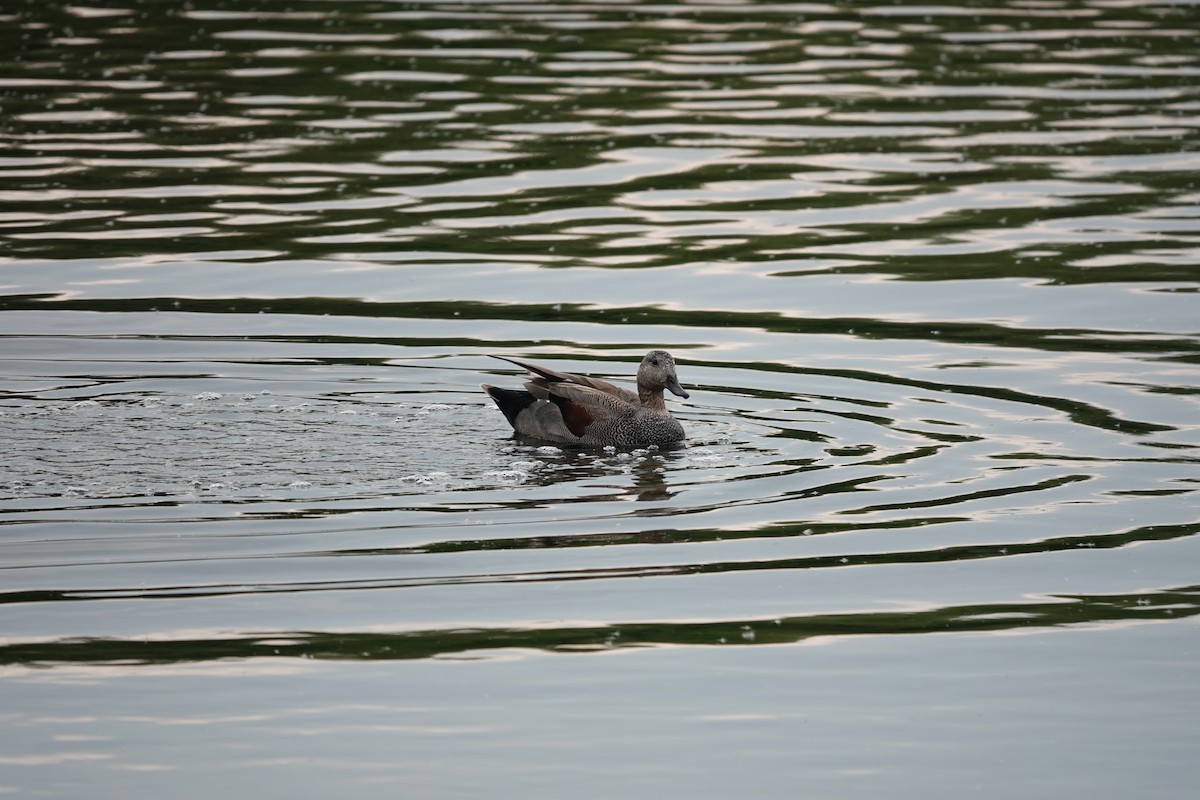 Gadwall - Karin Karmann