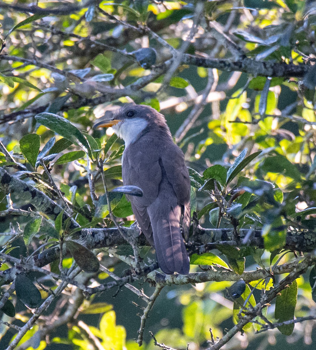 Yellow-billed Cuckoo - Robert Provost