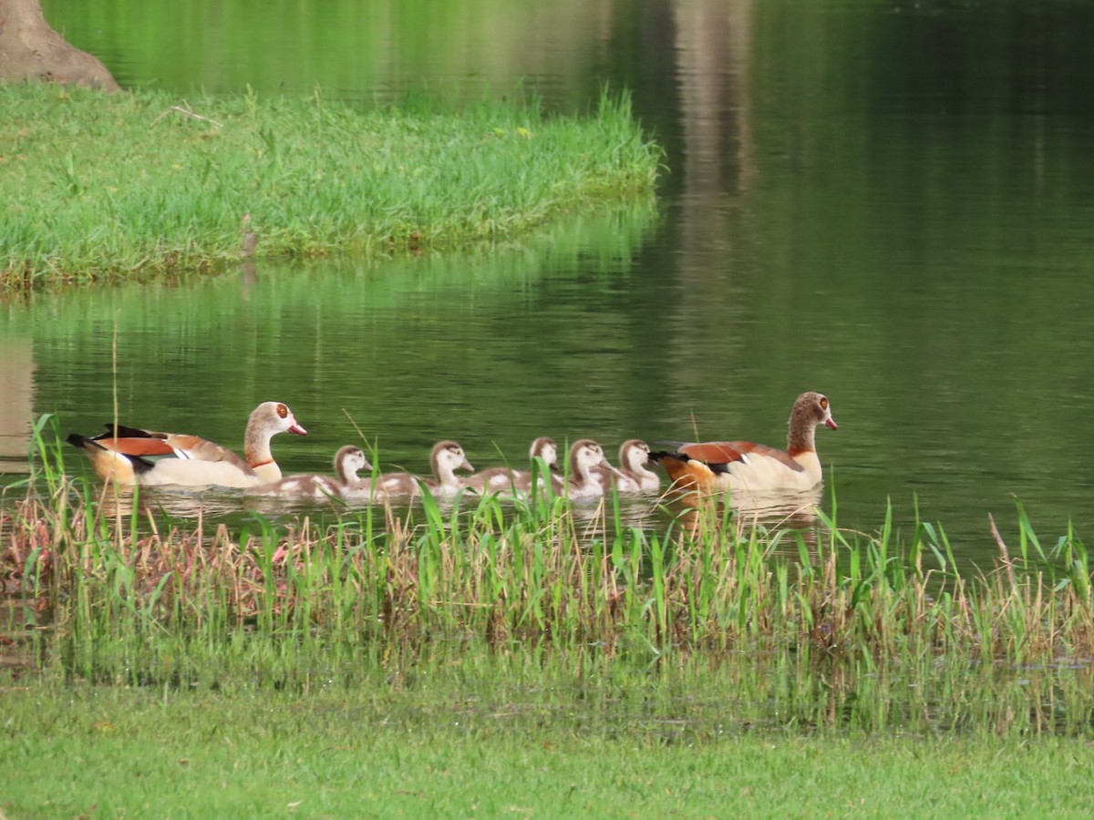 Egyptian Goose - Chris Smith