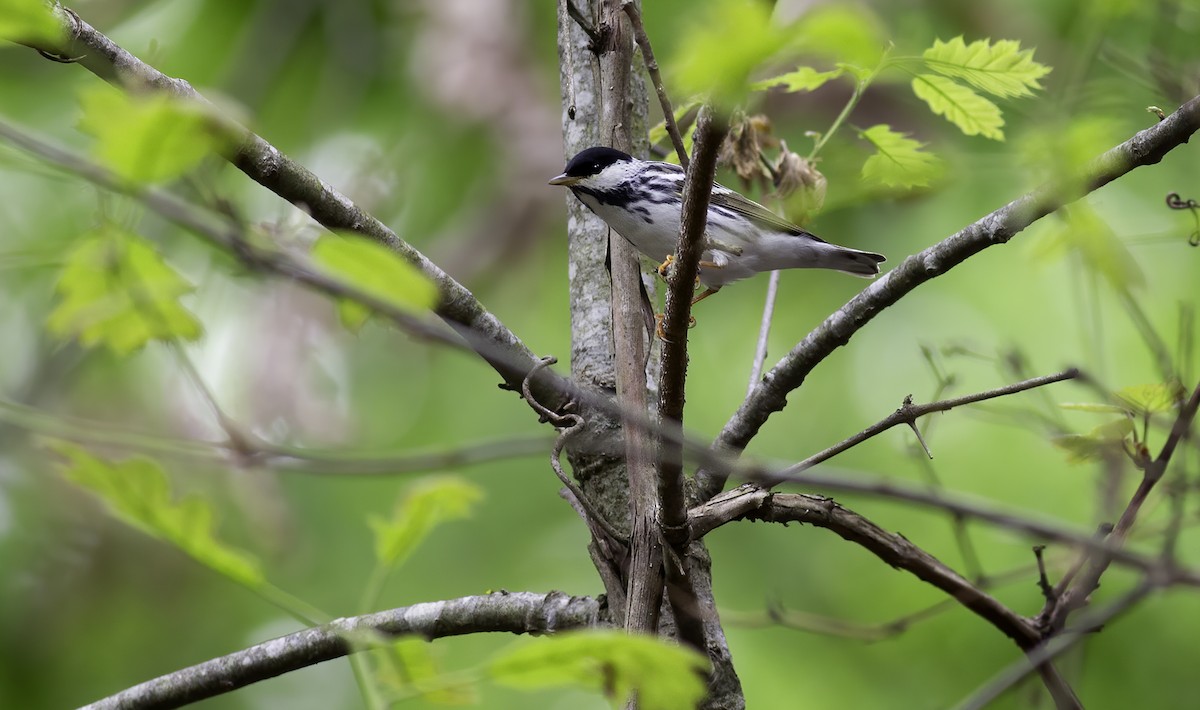 Blackpoll Warbler - ML618830266