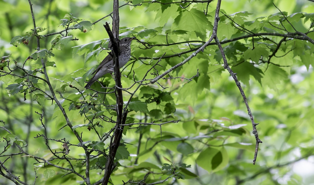 Gray-cheeked Thrush - Alex Eberts