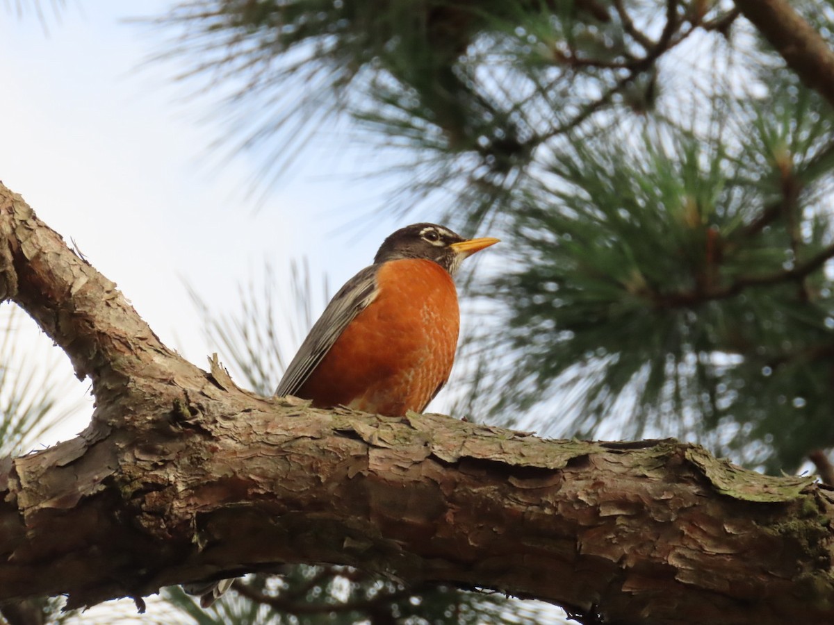 American Robin - ML618830276