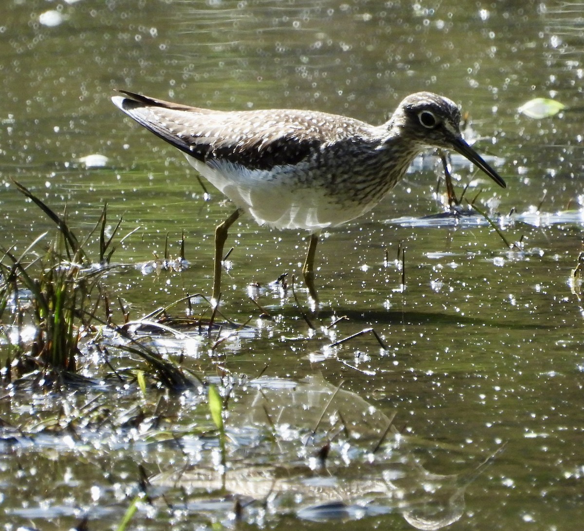 Solitary Sandpiper - Gene Muller