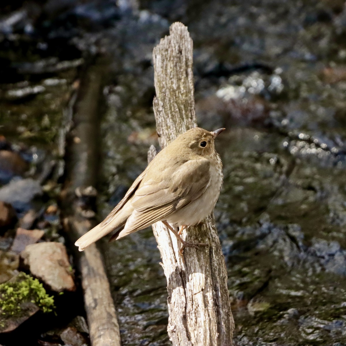 Swainson's Thrush - MacKenzie McKnight