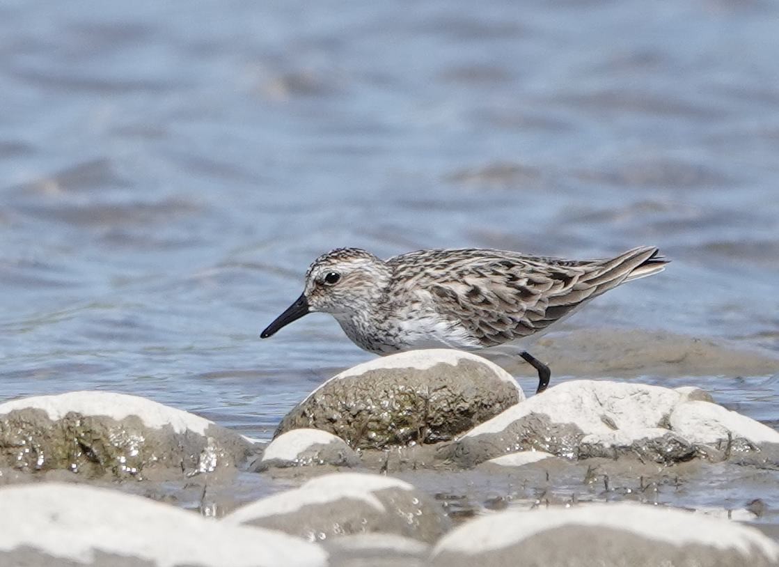 Semipalmated Sandpiper - ML618830284