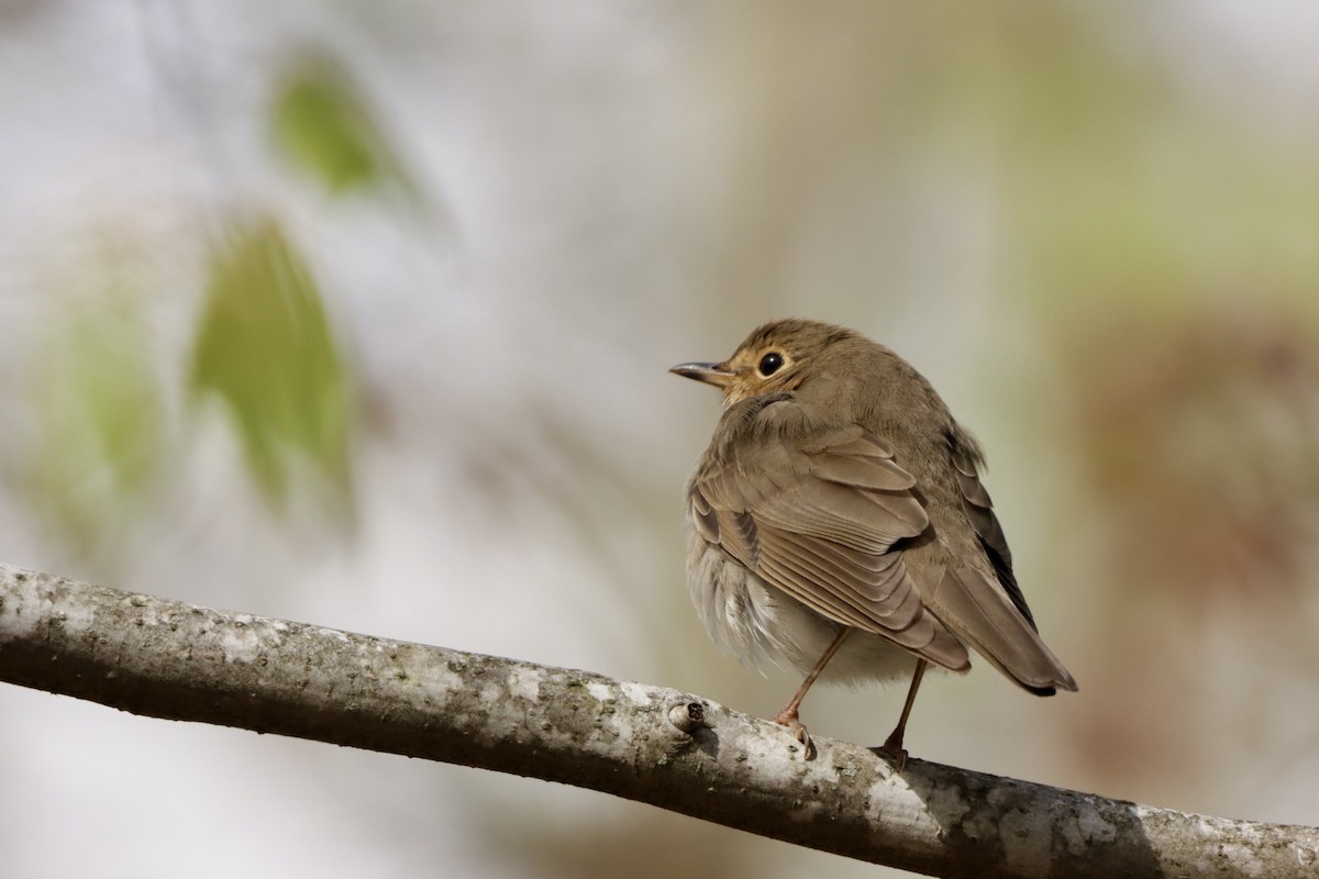 Swainson's Thrush - MacKenzie McKnight