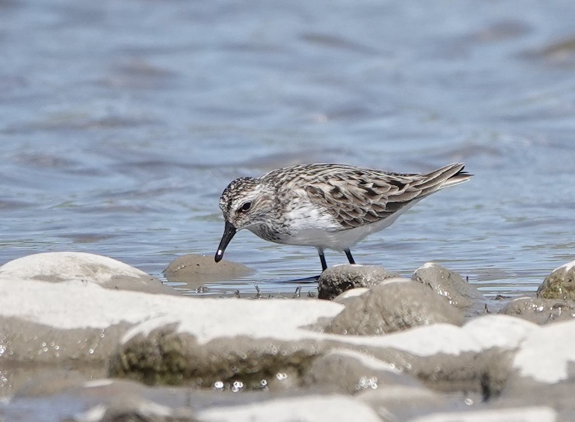 Semipalmated Sandpiper - ML618830288