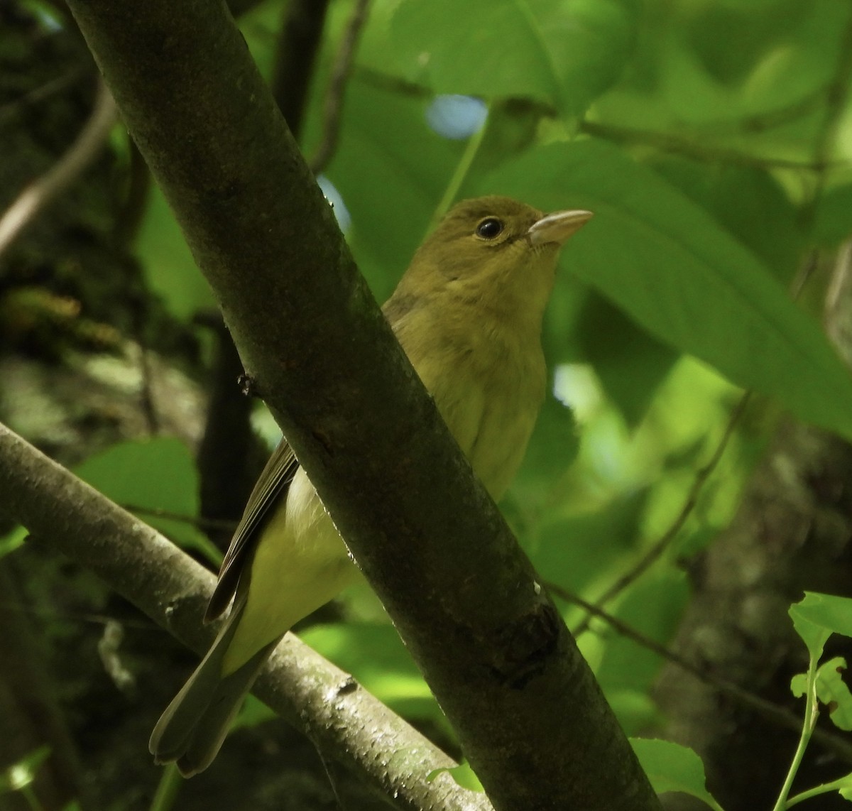 Scarlet Tanager - Gene Muller