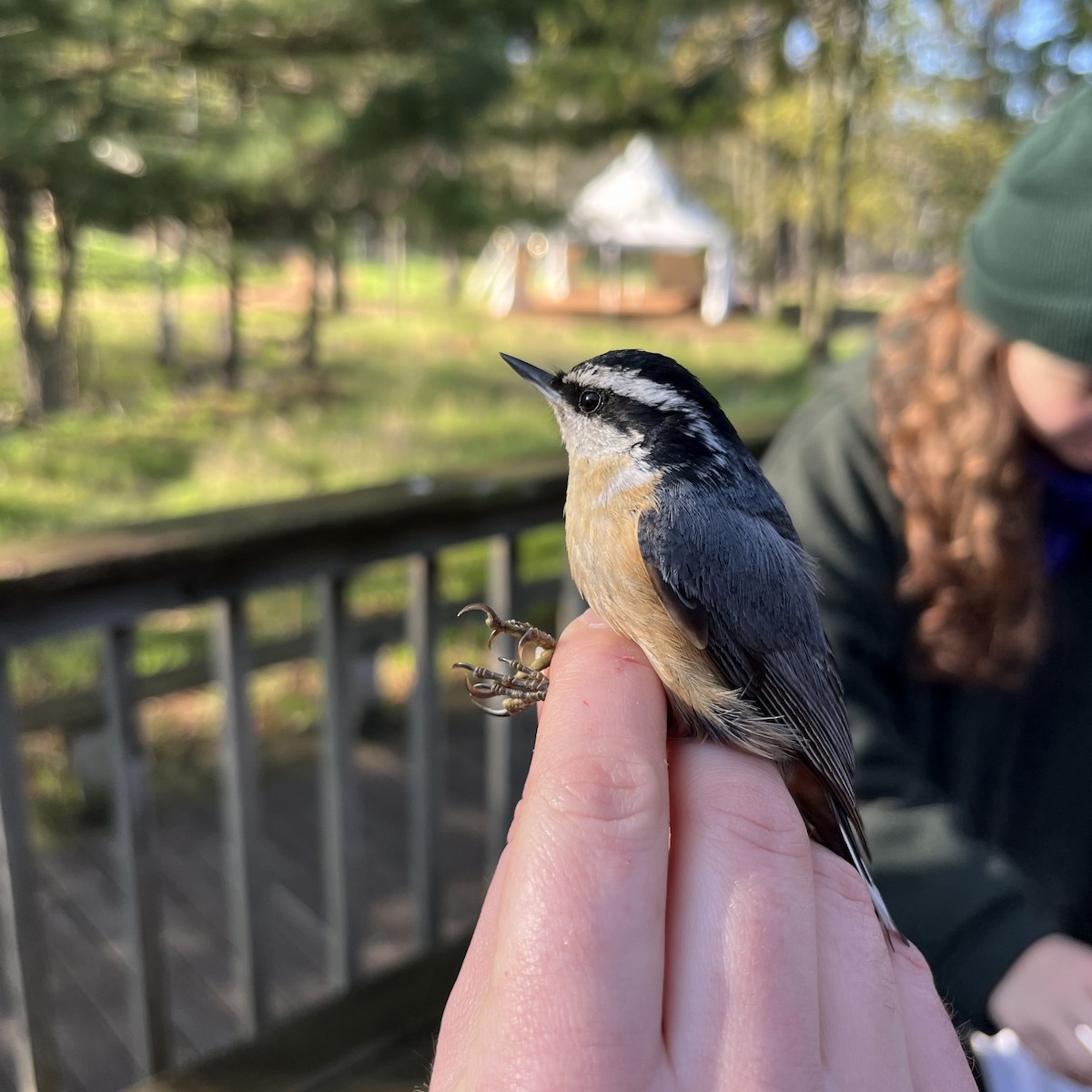 Red-breasted Nuthatch - Jonah Tamez