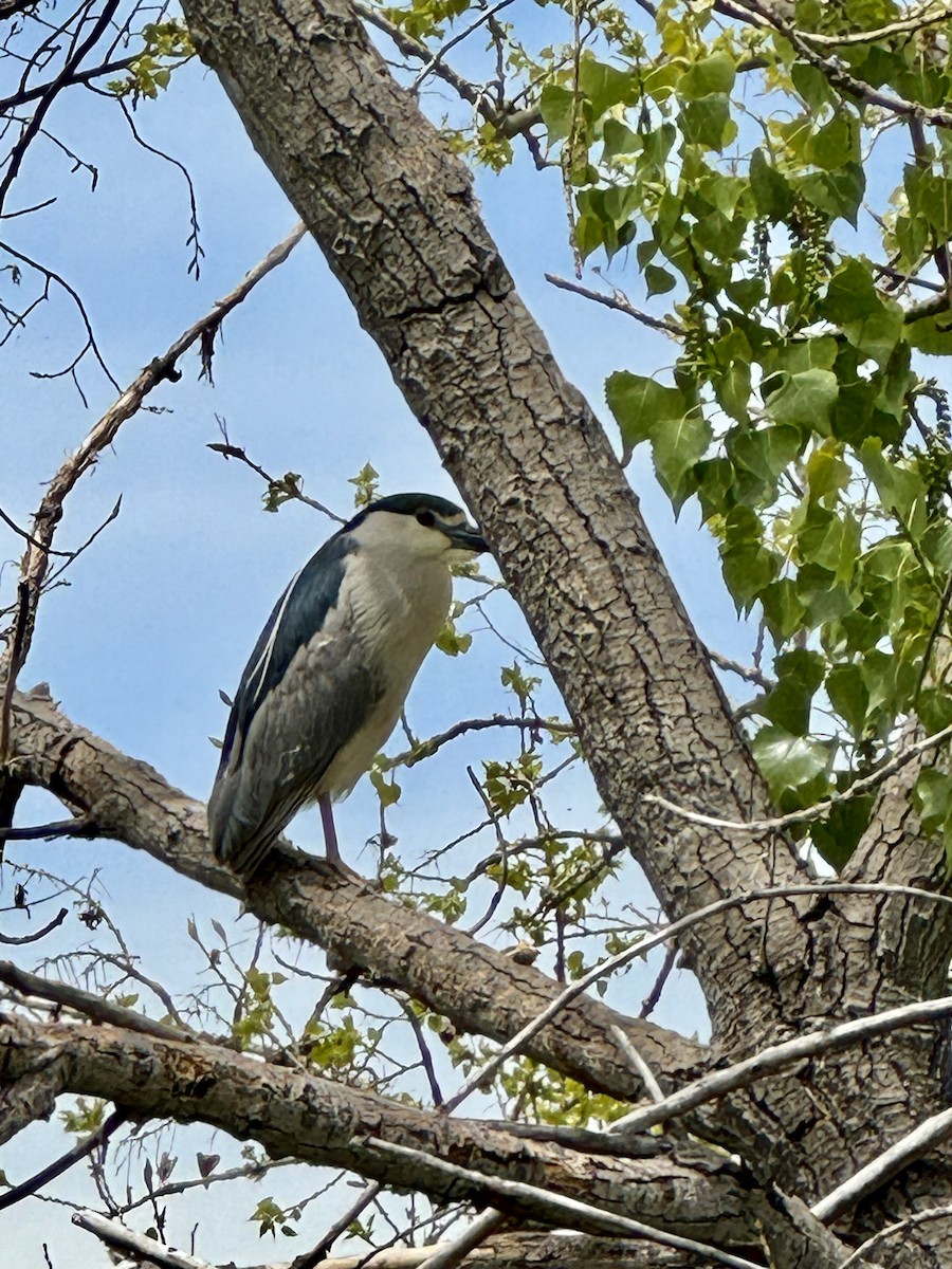 Black-crowned Night Heron - Susanna Donato