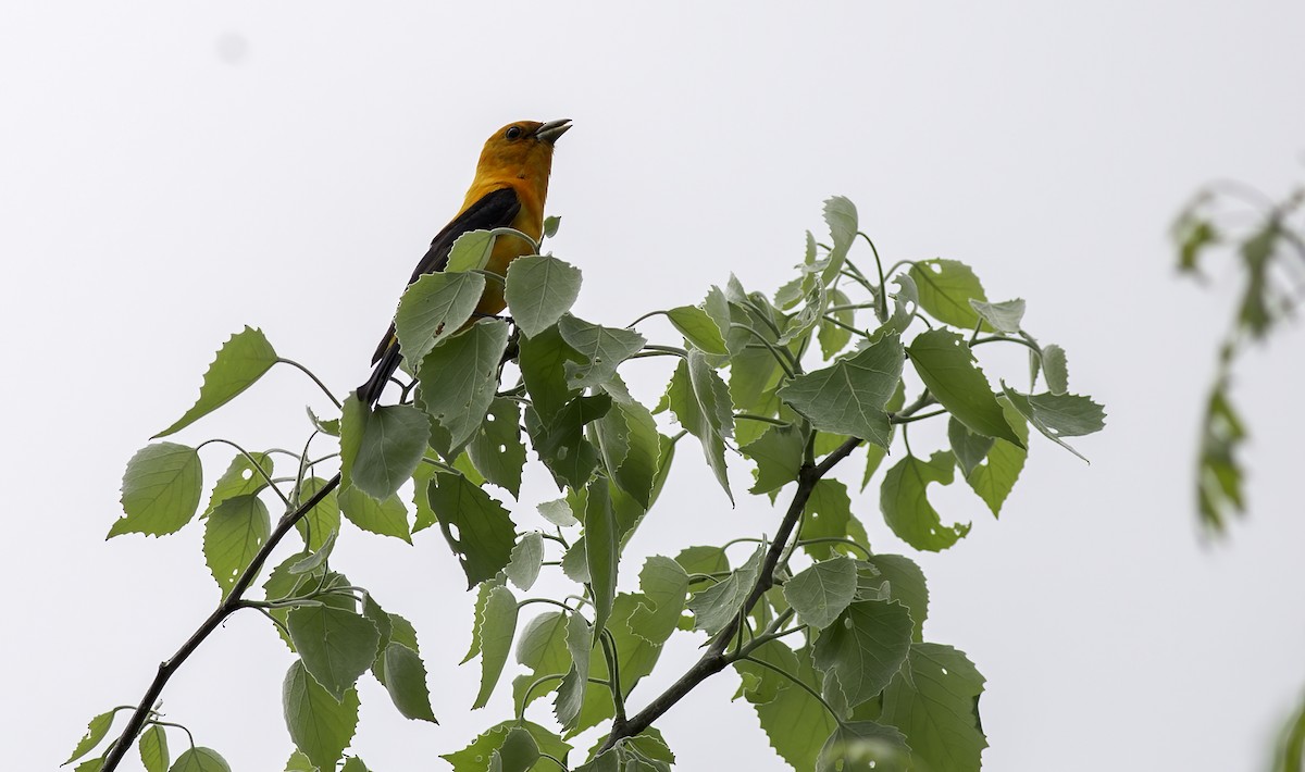 Scarlet Tanager - Alex Eberts