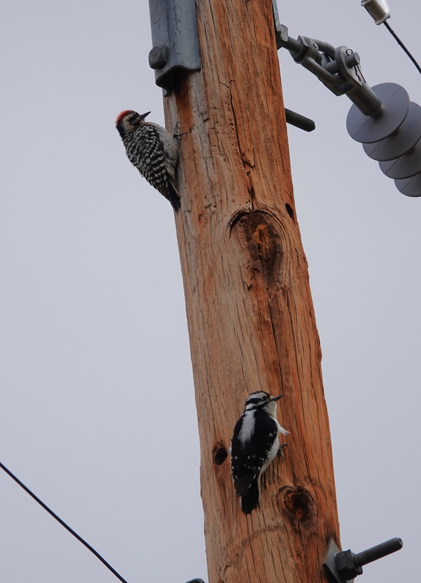 Downy Woodpecker - Rene Laubach