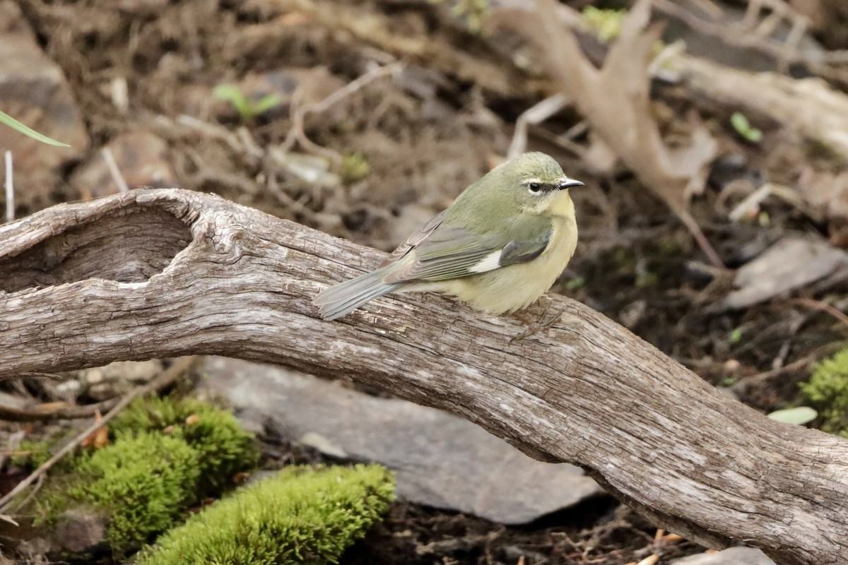 Black-throated Blue Warbler - MacKenzie McKnight