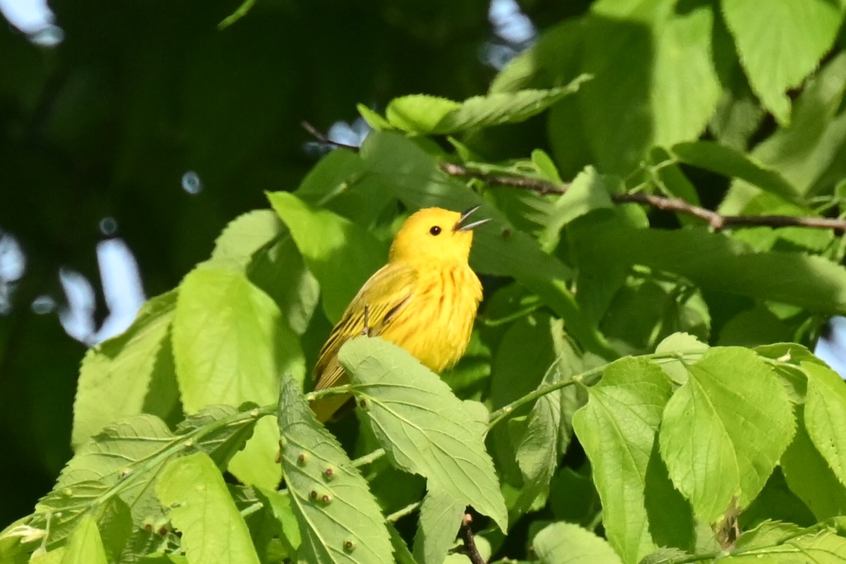 Yellow Warbler - Fred Zimmerman