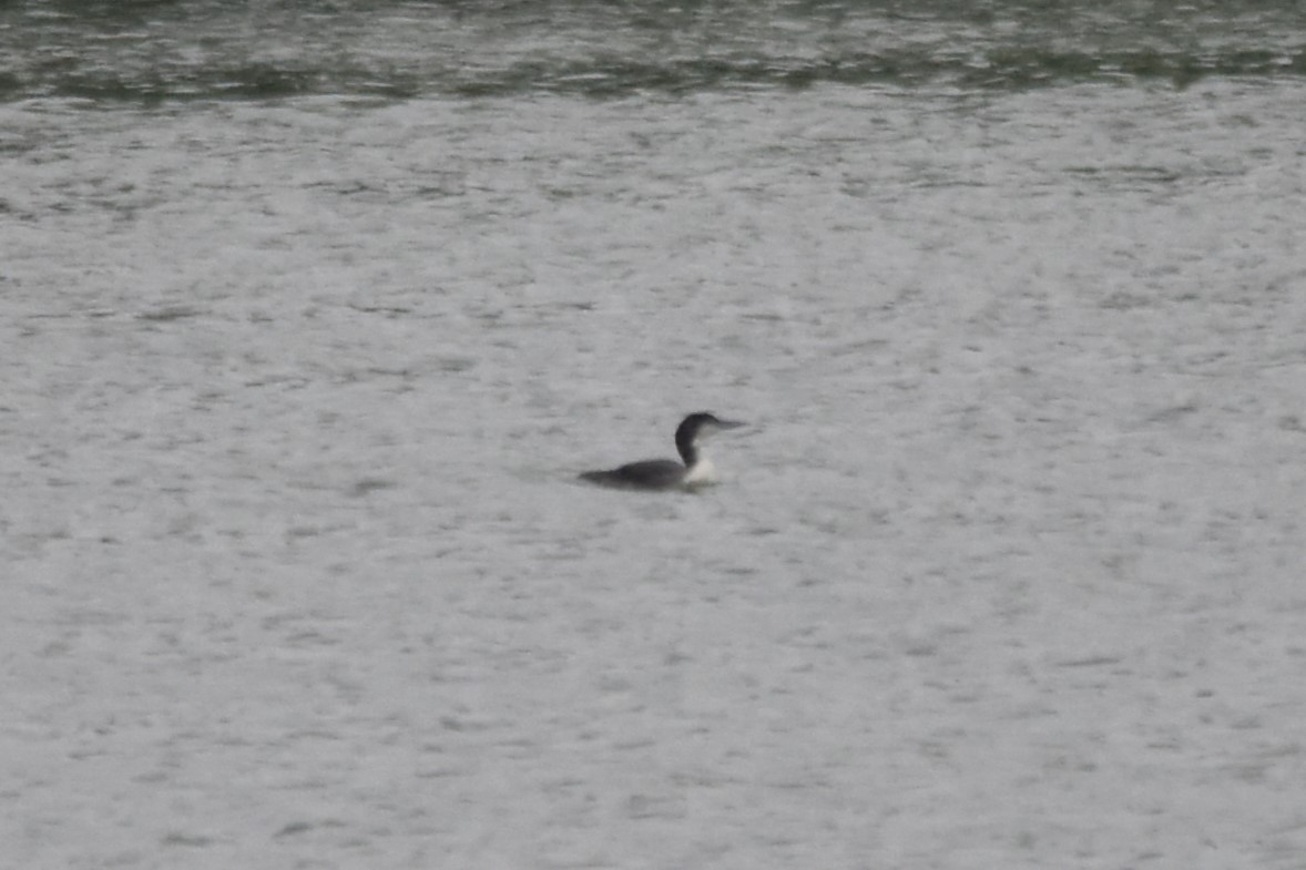 Common Loon - Frank Holmes
