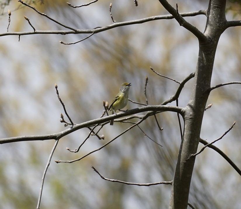 White-eyed Vireo - Rachel Orlando