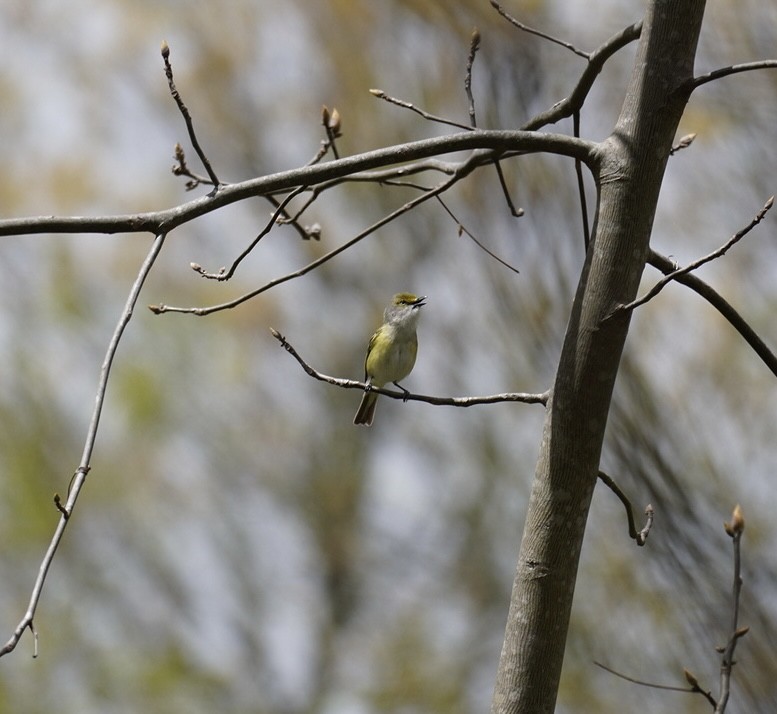 White-eyed Vireo - Rachel Orlando