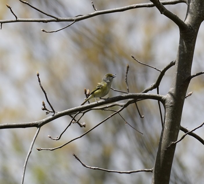 White-eyed Vireo - Rachel Orlando