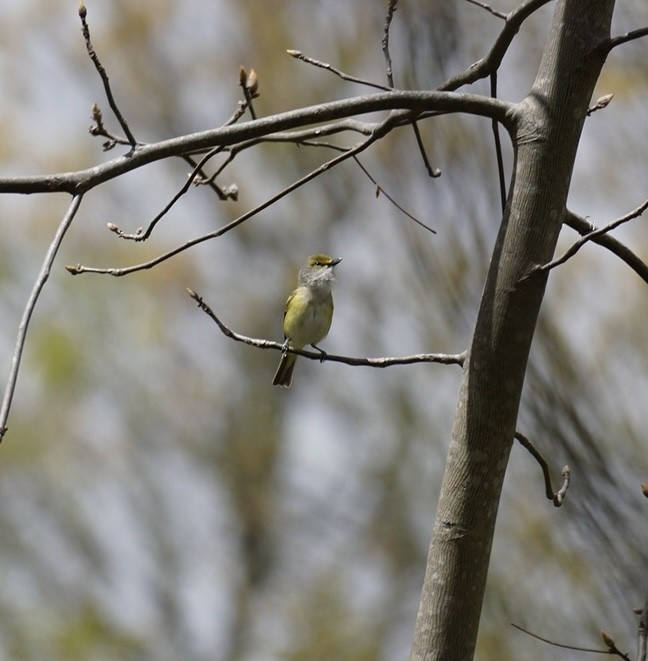 White-eyed Vireo - Rachel Orlando