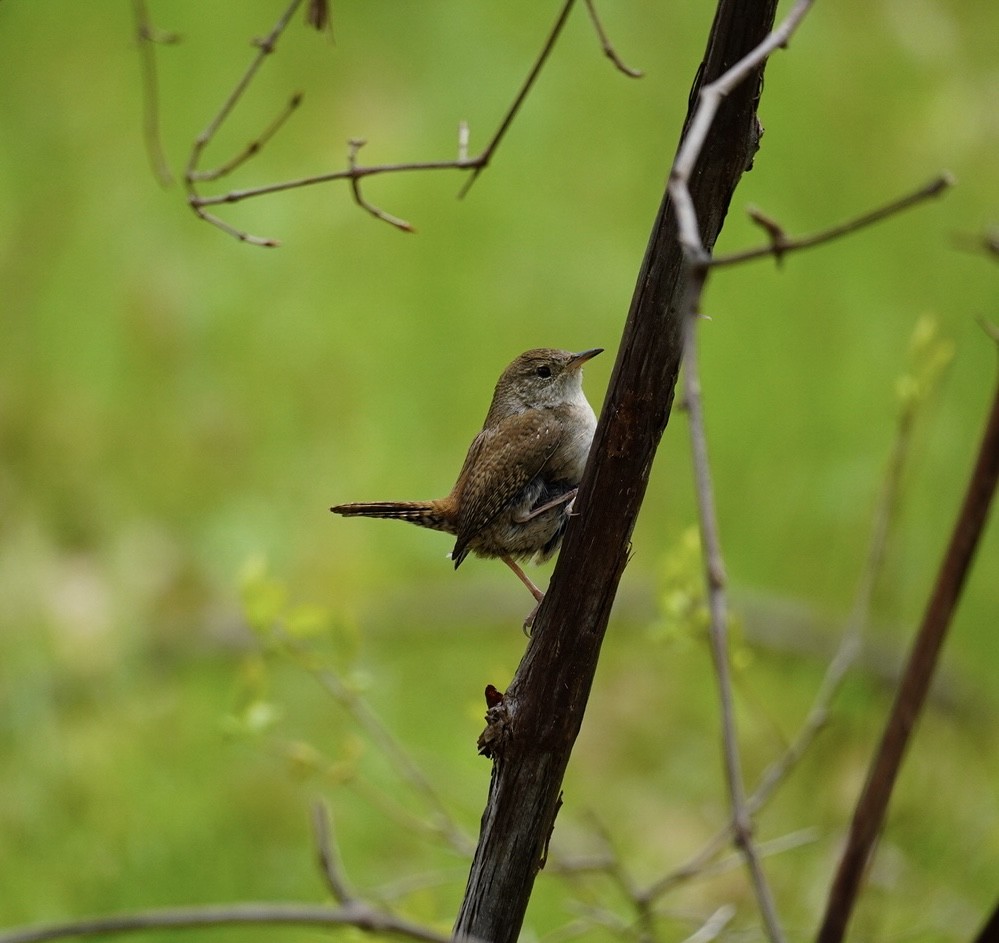 House Wren - Rachel Orlando