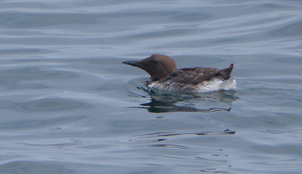 Common Murre - Curtis Marantz