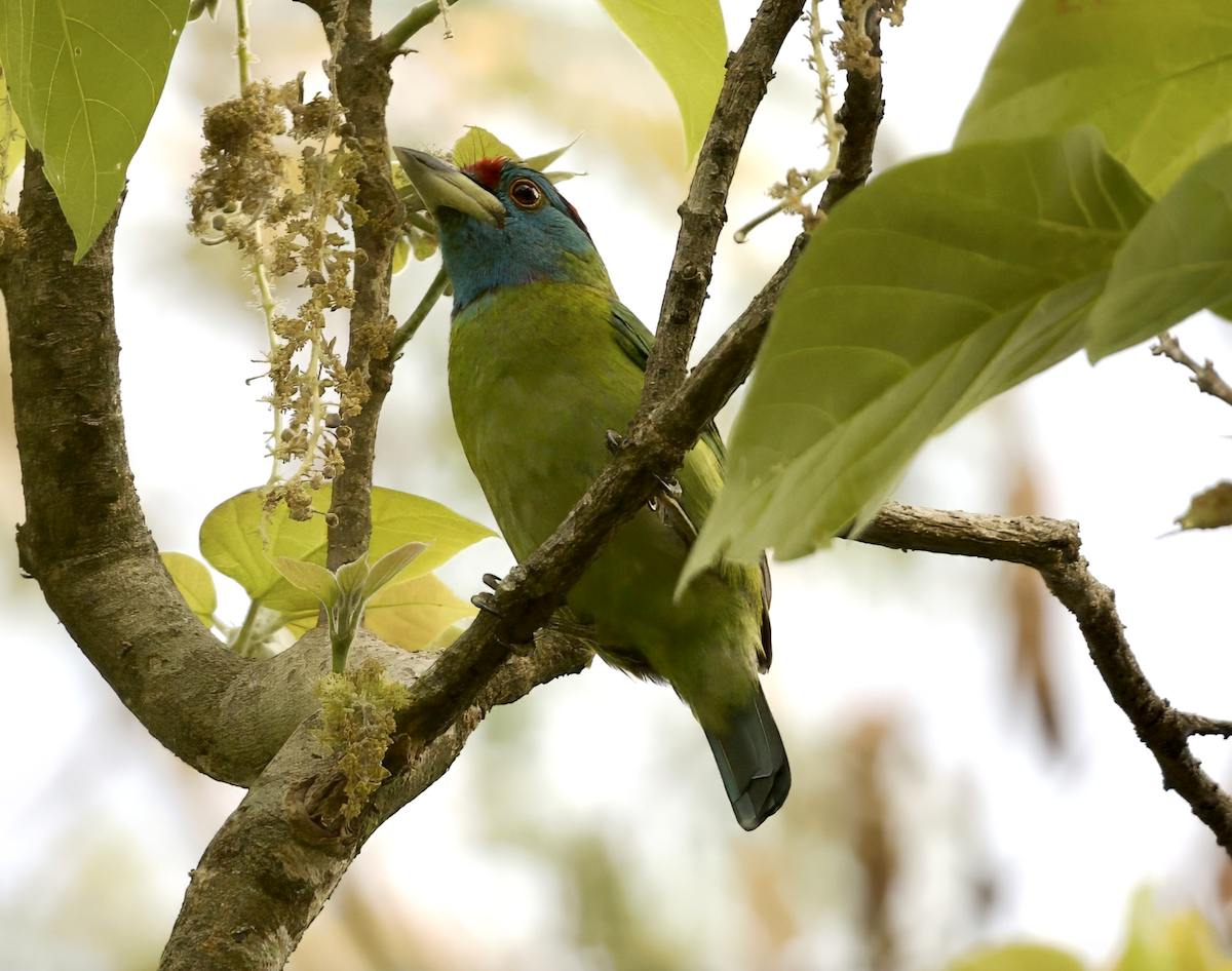 Blue-throated Barbet - Joseph Tobias