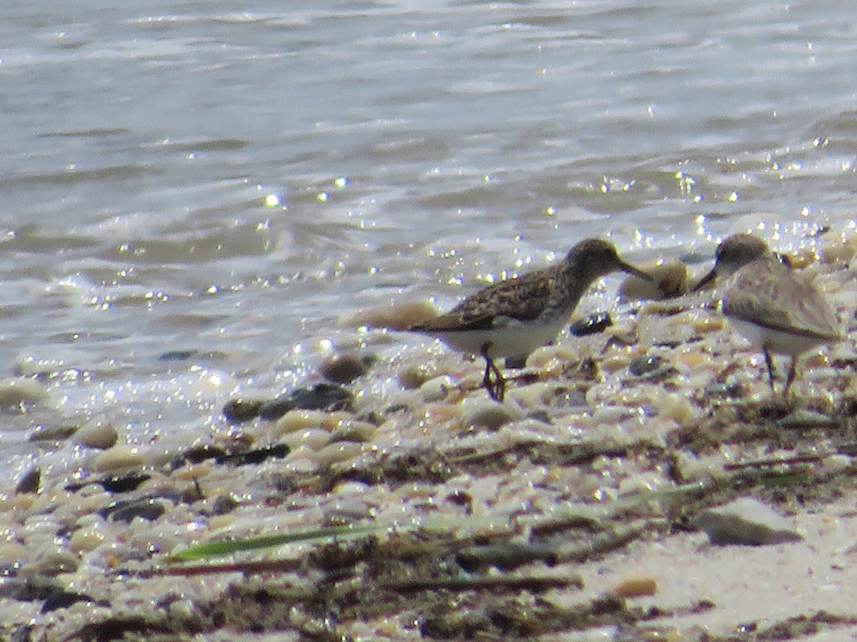 Semipalmated Sandpiper - ML618830405