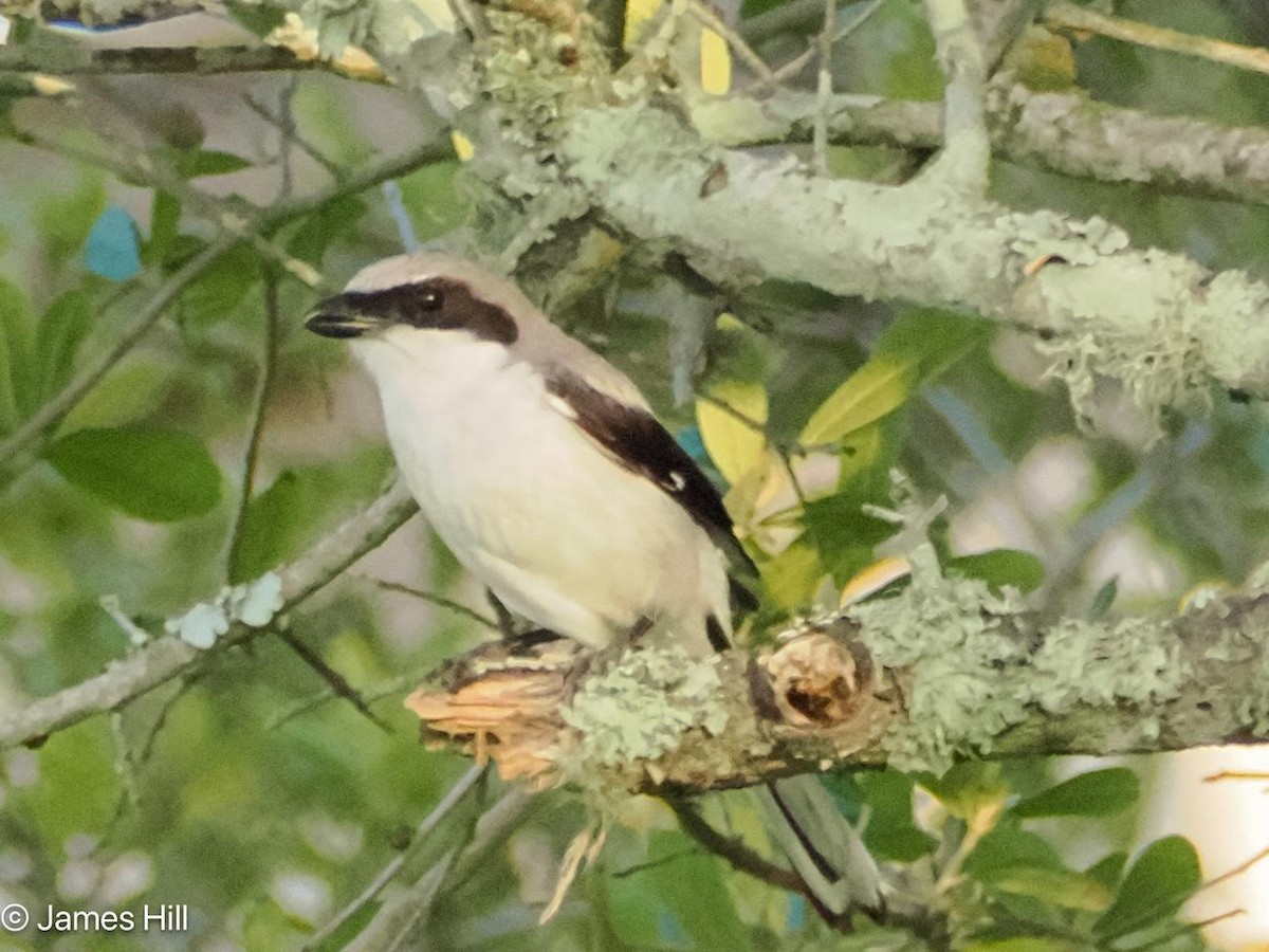 Loggerhead Shrike - James Hill