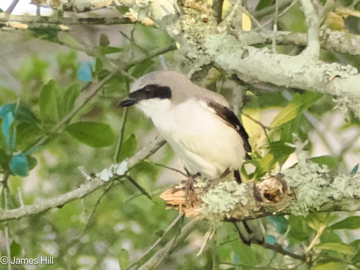 Loggerhead Shrike - James Hill