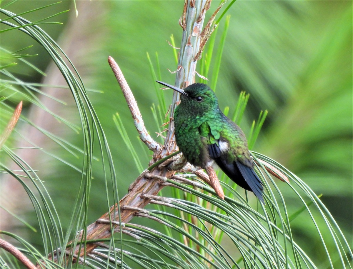 Steely-vented Hummingbird - Teresita Varon