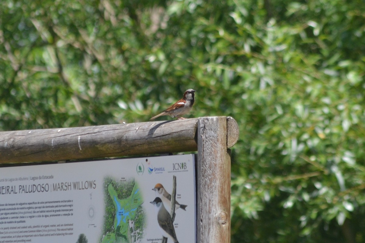 House Sparrow - Paulo  Roncon