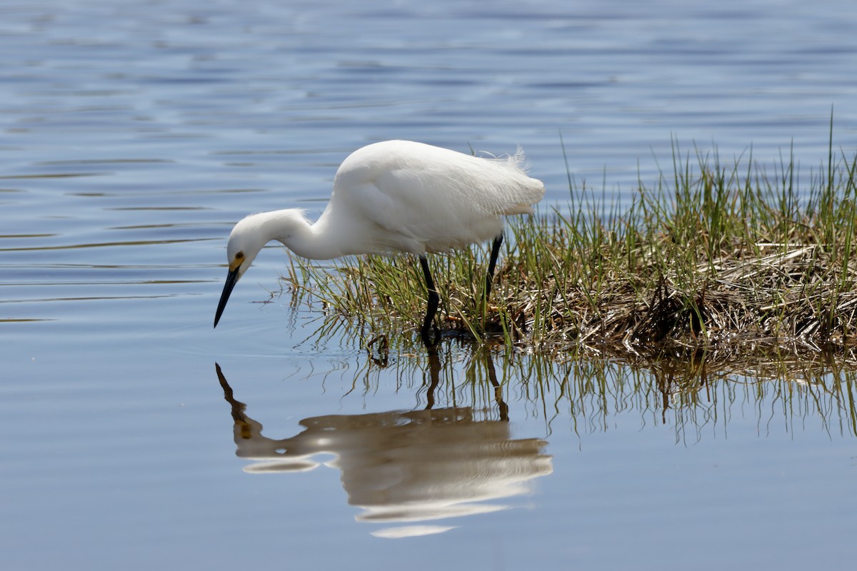 Snowy Egret - MacKenzie McKnight