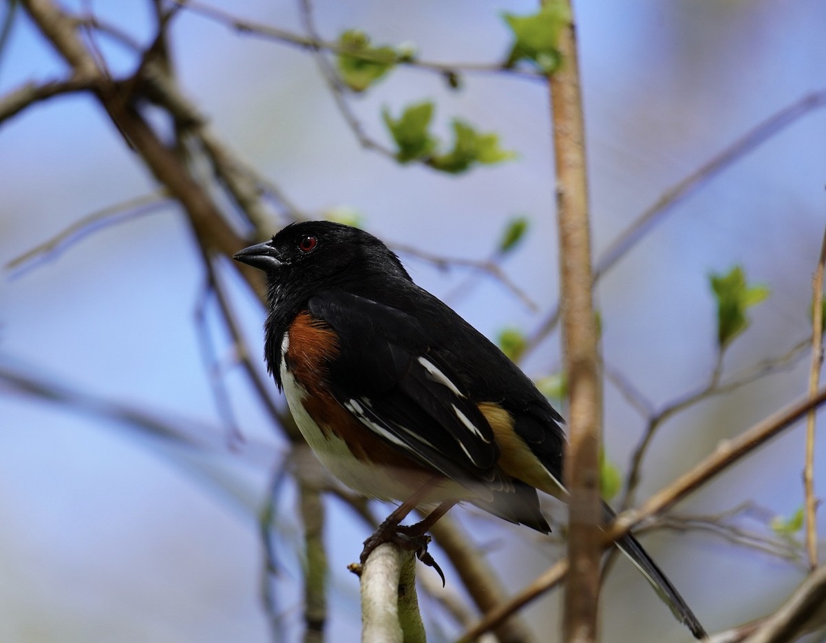 Eastern Towhee - Rachel Orlando