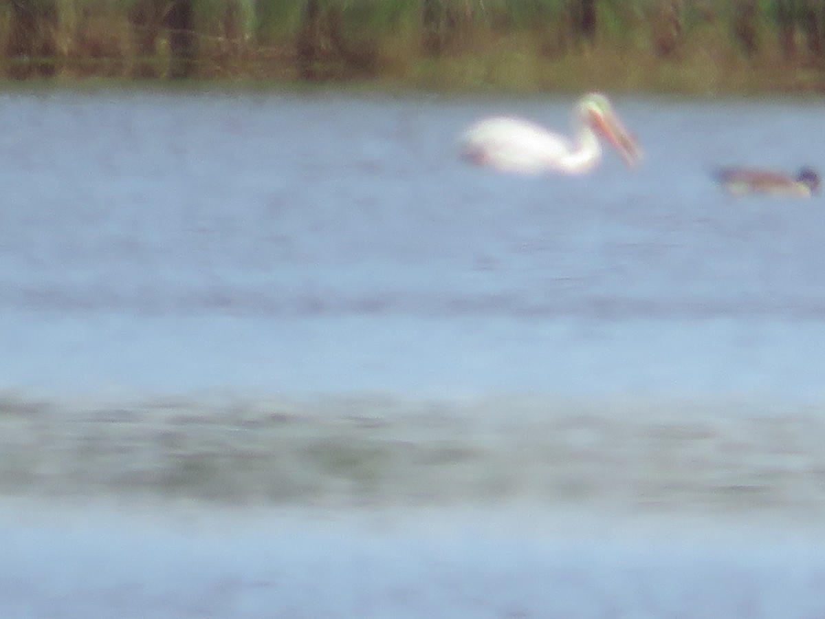 American White Pelican - ML618830447
