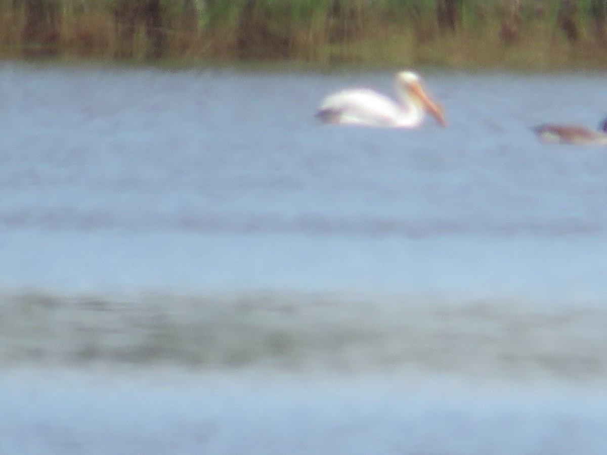 American White Pelican - ML618830448