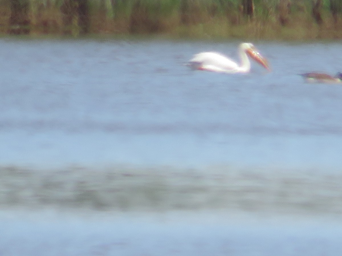 American White Pelican - ML618830449