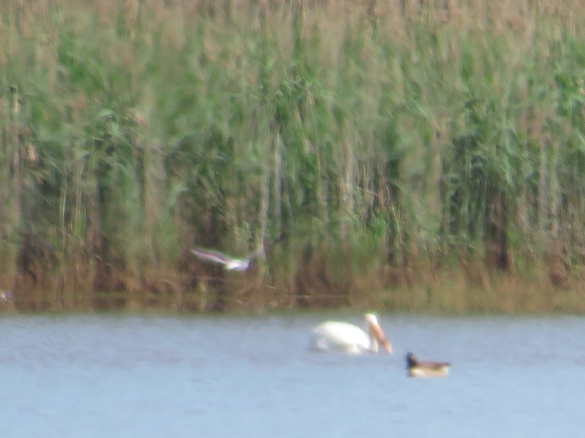 American White Pelican - ML618830450
