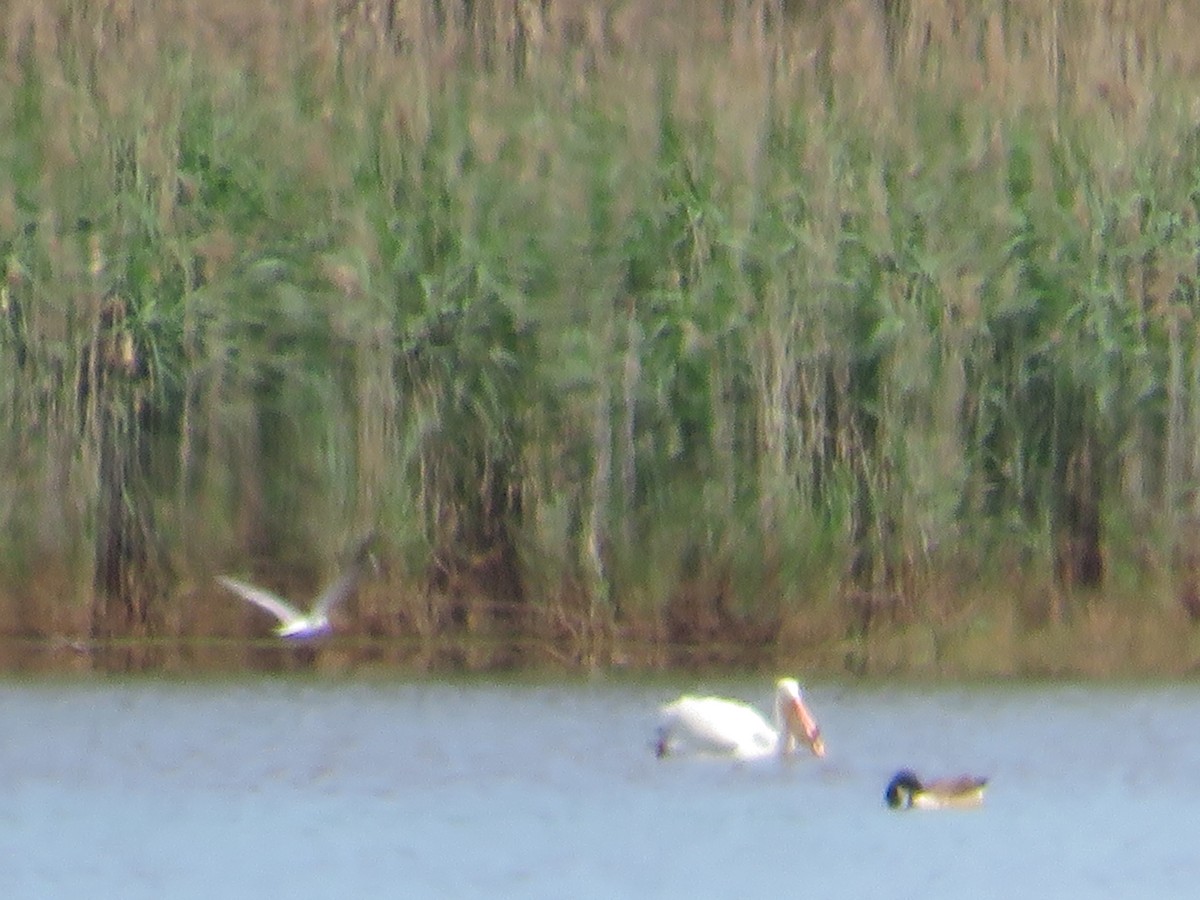 American White Pelican - ML618830451