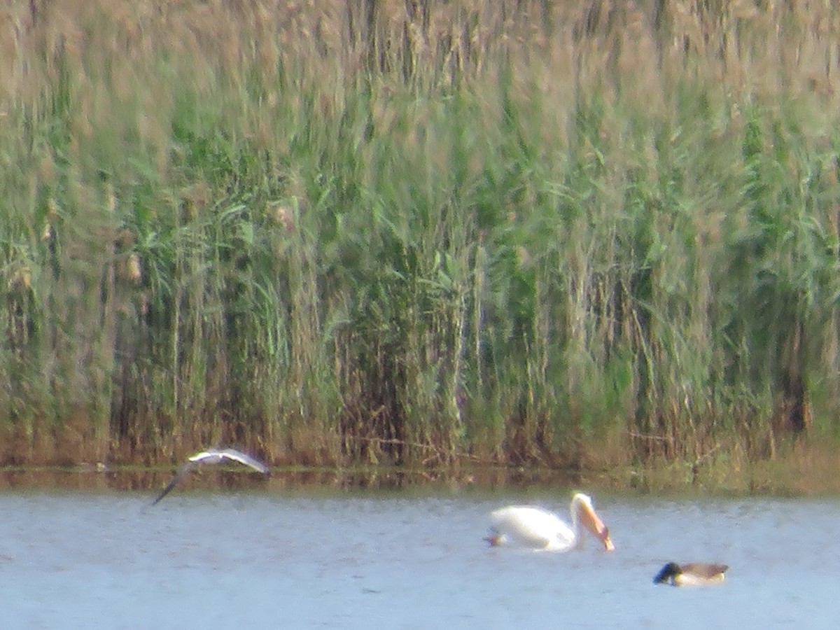 American White Pelican - ML618830452