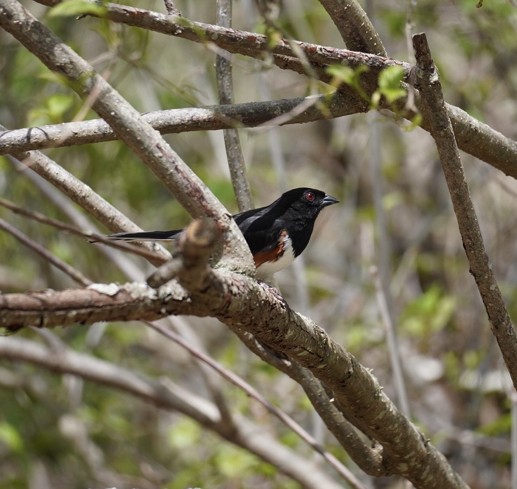 Eastern Towhee - Rachel Orlando