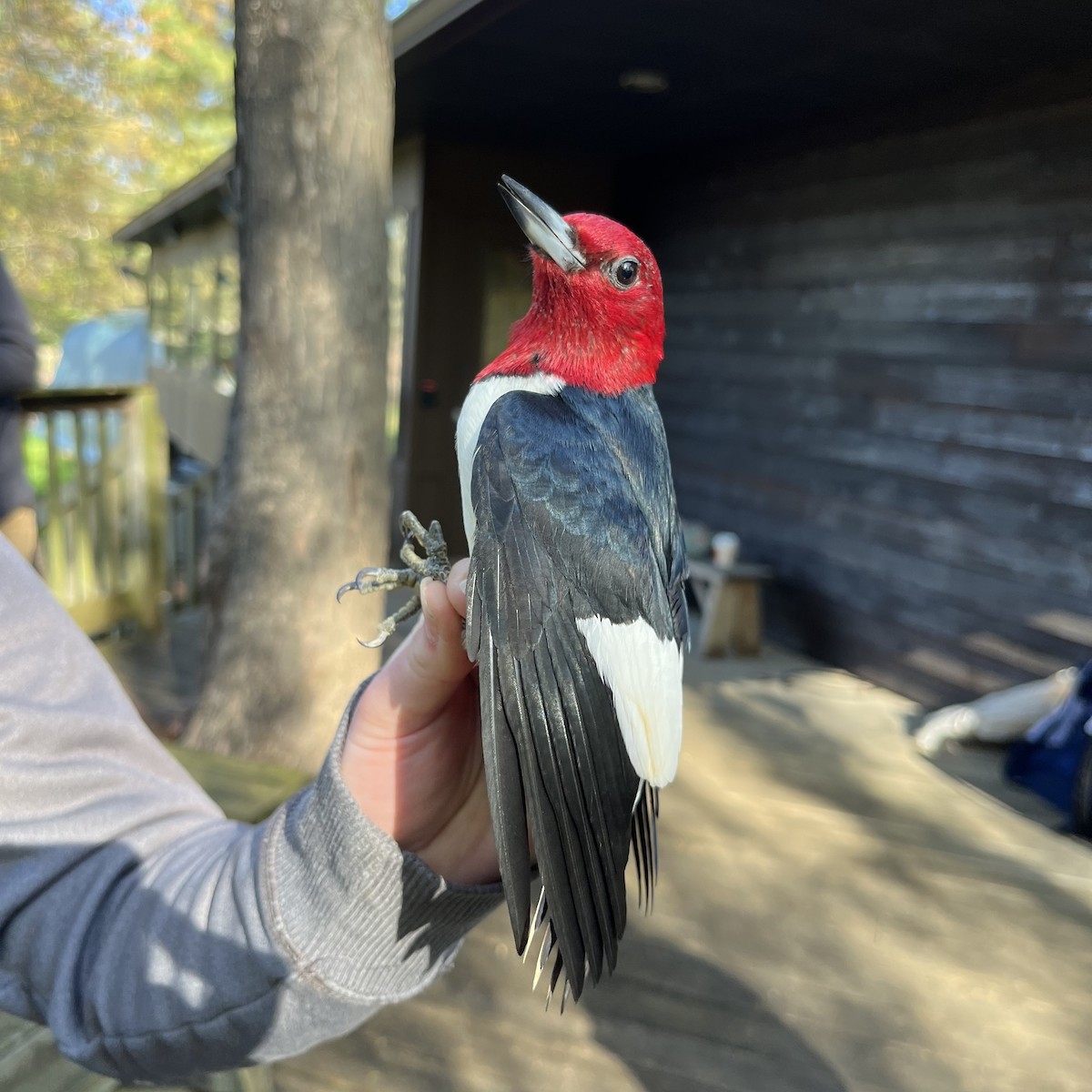 Red-headed Woodpecker - Jonah Tamez