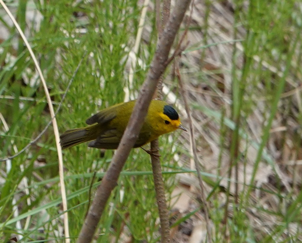 Wilson's Warbler - Rene Laubach