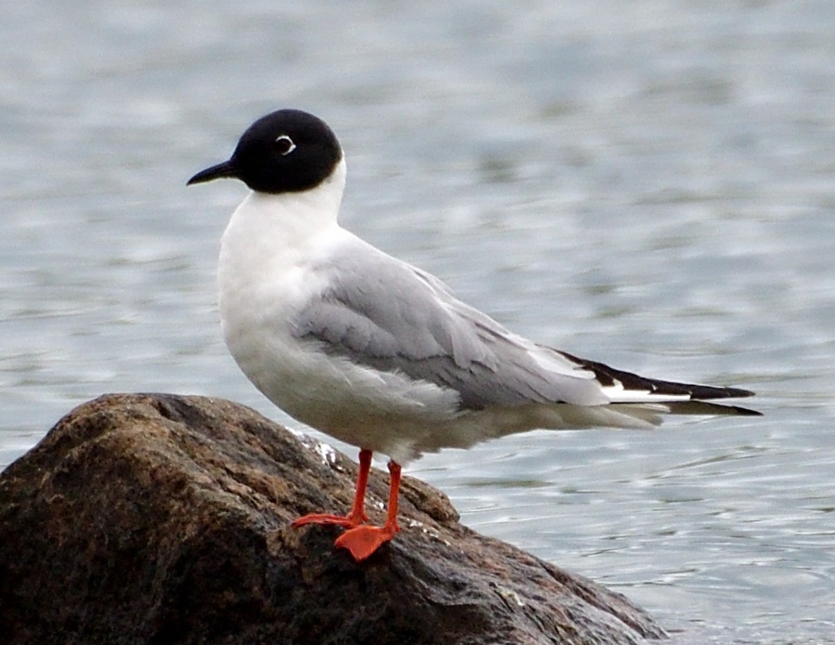 Bonaparte's Gull - Christine Hough