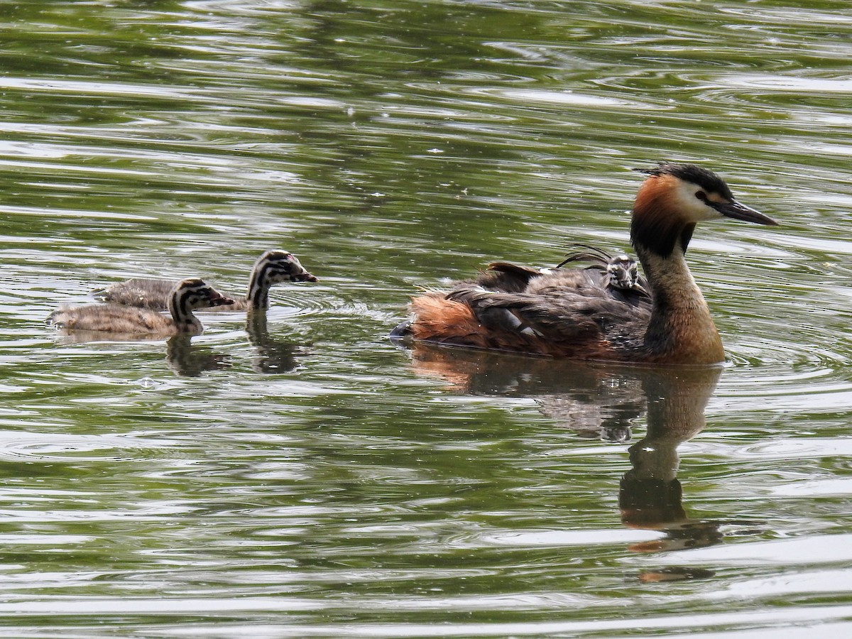 Great Crested Grebe - Jan Šefl