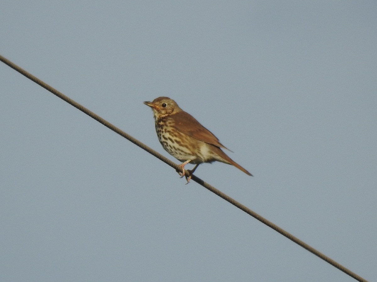 Song Thrush - Tomás García