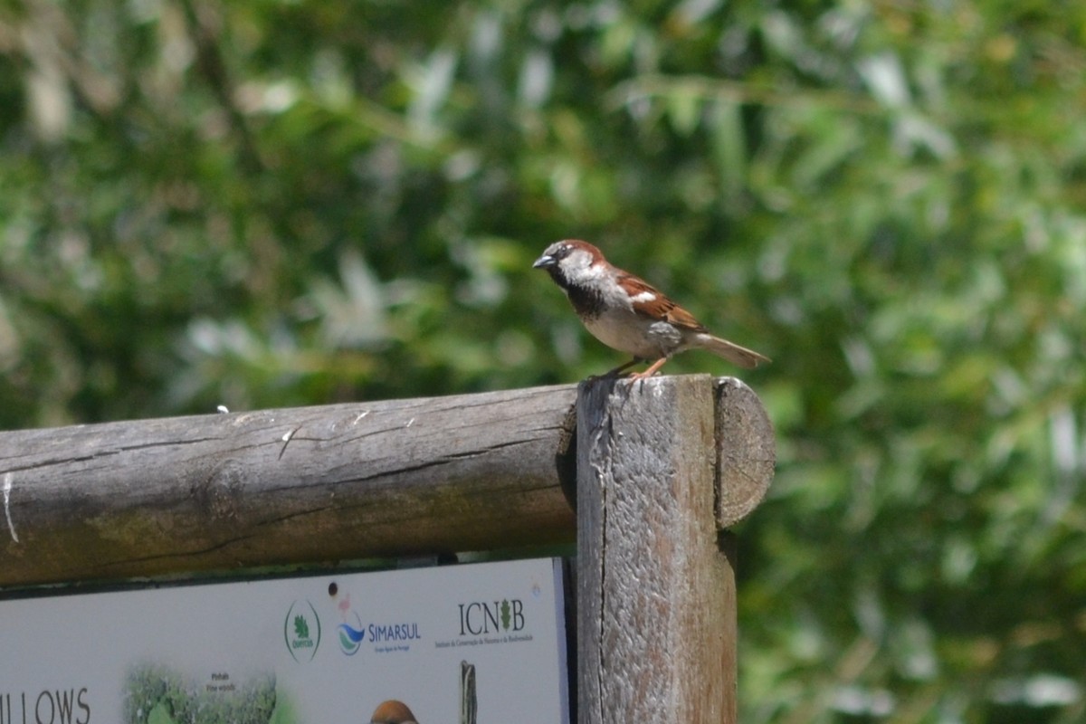 House Sparrow - Paulo  Roncon