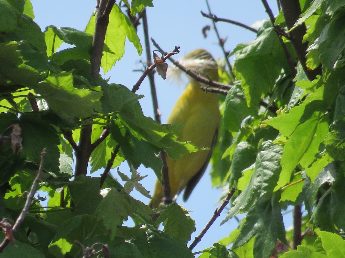 Orchard Oriole - ML618830496